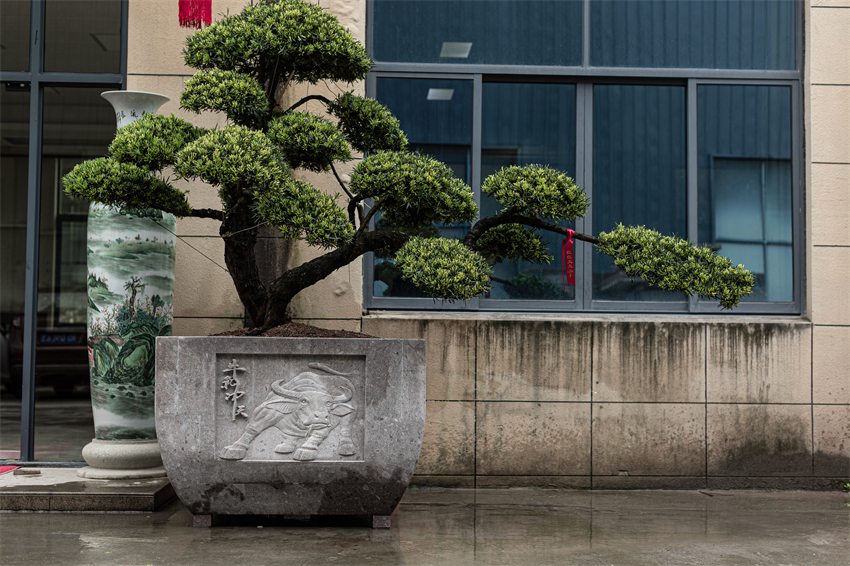 羅漢松盆-大型盆景盆3 - 副本.jpg